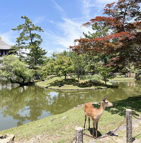 奈良公園