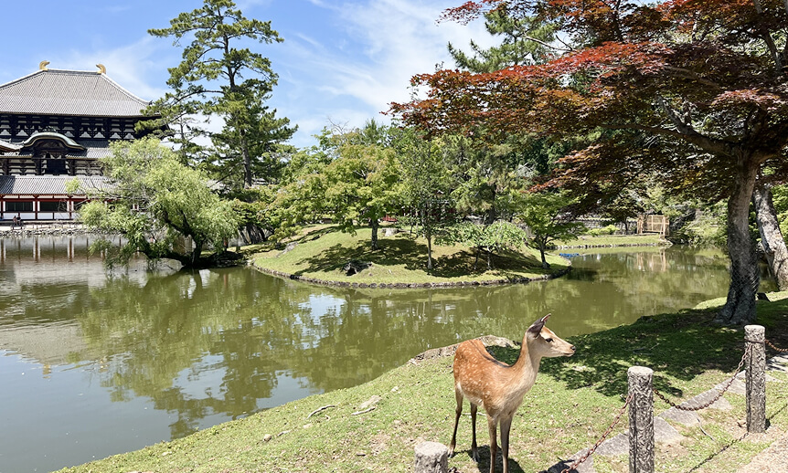 奈良公園と鹿